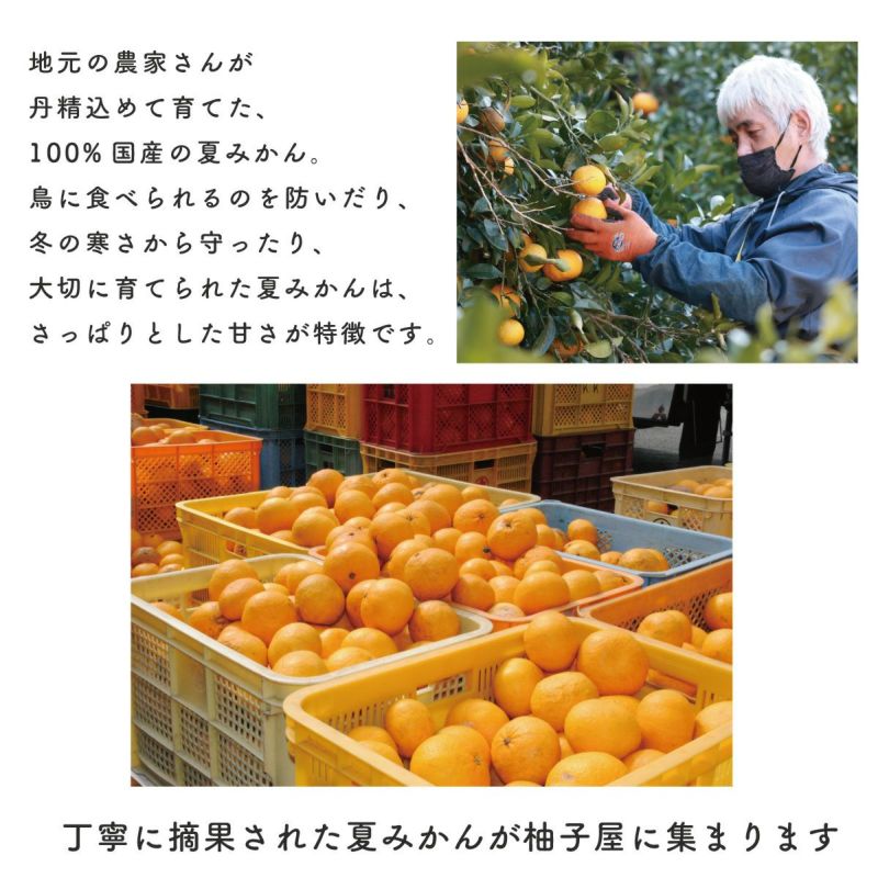  夏みかん４（500ml）単品 |地元の農家さんが丹精込めて育てた100％国産の夏みかん鳥に食べられるのを防いだり、冬の寒さから守ったり・・・大切に育てられた夏みかんは<br>さっぱりとした甘さが特徴です。