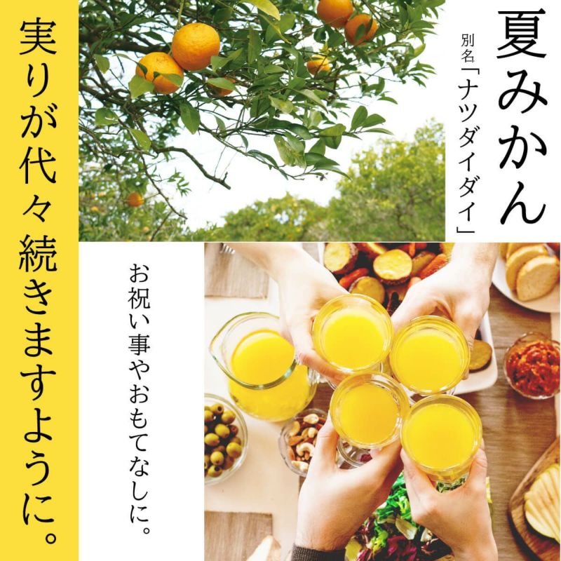  夏みかん４（500ml）単品 |夏みかんの別名「ナツダイダイ」実りが代々続きますようにと願いを込められた縁起物とされています。おもてなしやお祝い事に夏みかんをご賞味ください。