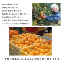 ☆いろどりギフトC-1[14487]