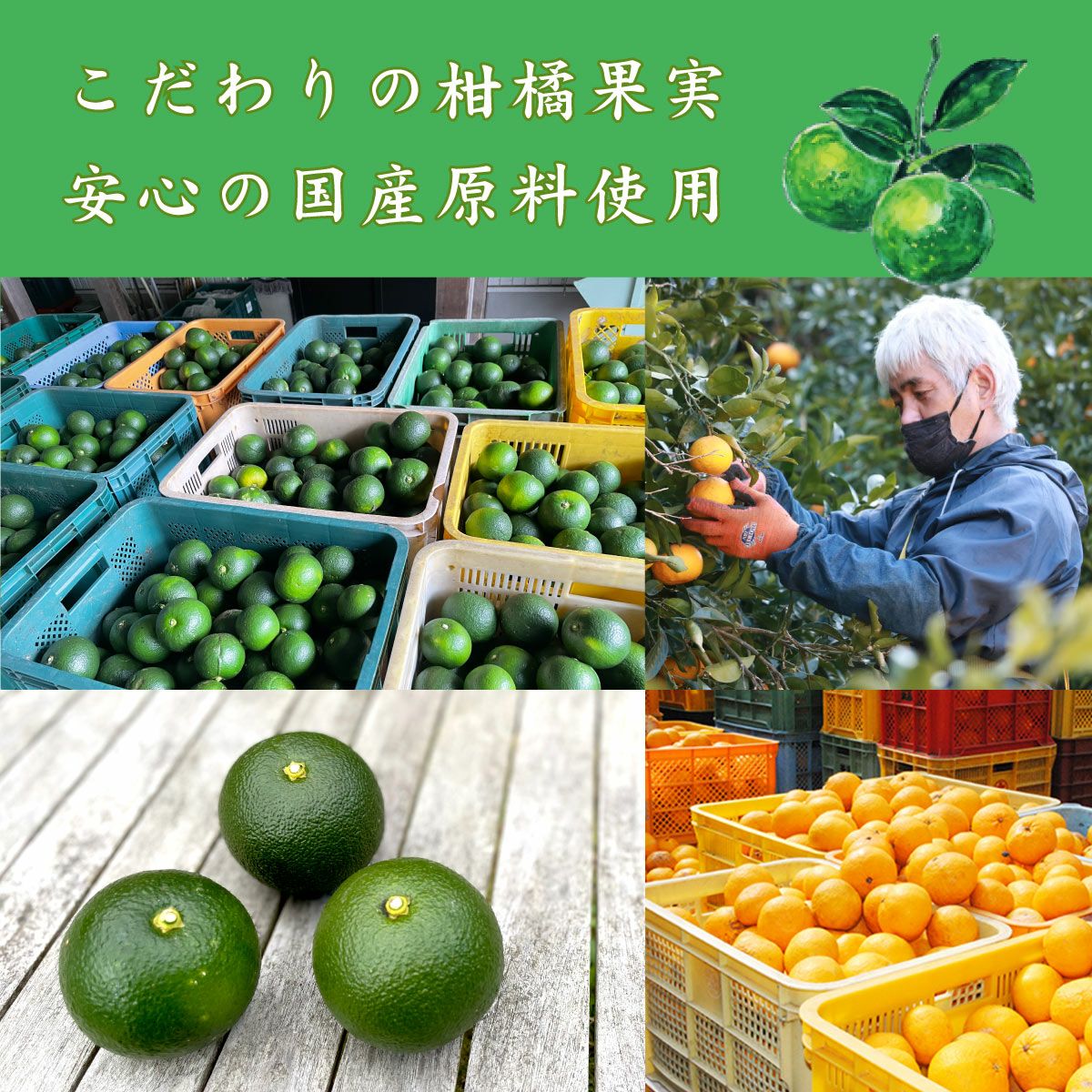 搾り橙 夏みかんブレンド（橙・夏みかん果汁100％・一升瓶1.8L）単品