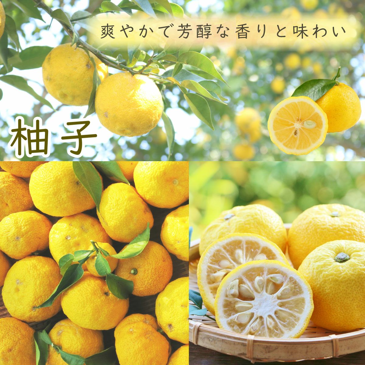 初回限定】和(なごみ)BOX[送料無料] | 柚子屋本店ONLINE STORE